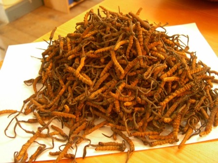 cordyceps - 