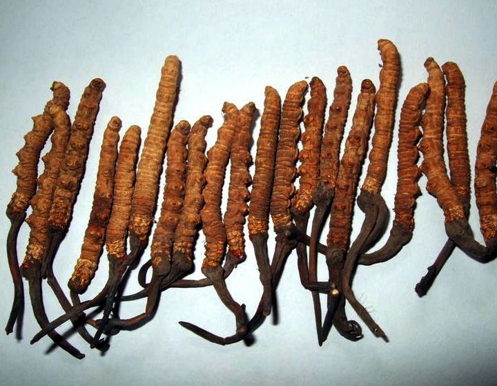 Cordyceps-Sinensis-Mushroom-in-Bhutan - 