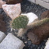 cactusbak in tuin1 015 - cactus