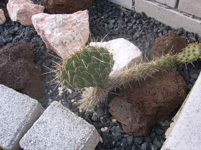 cactusbak in tuin1 015 cactus