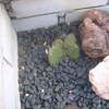 cactusbak in tuin1 019 - cactus