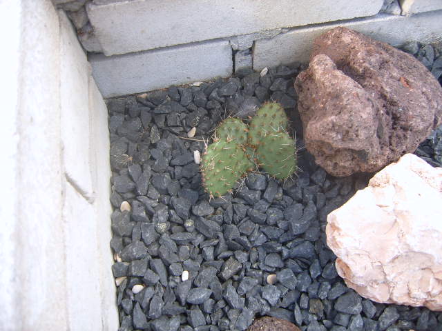cactusbak in tuin1 019 cactus