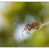 Backyard Spider 2012 4 - Close-Up Photography