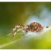 Backyard Spider 2012 2 - Close-Up Photography
