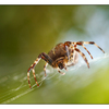 Backyard Spider 2012 3 - Close-Up Photography