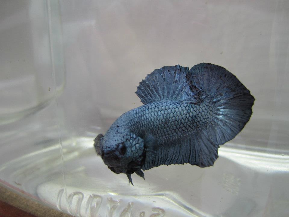 394237 10151529042810313 1188976223 n - 