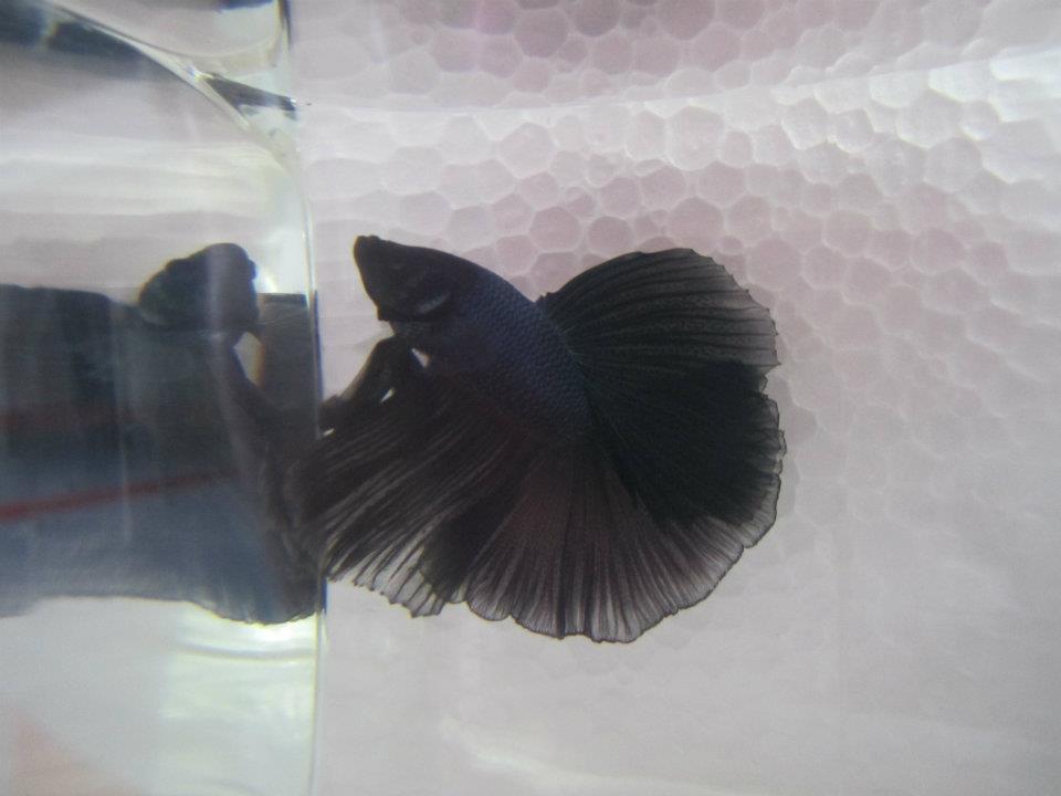 544716 10151528979240313 2140300763 n - 