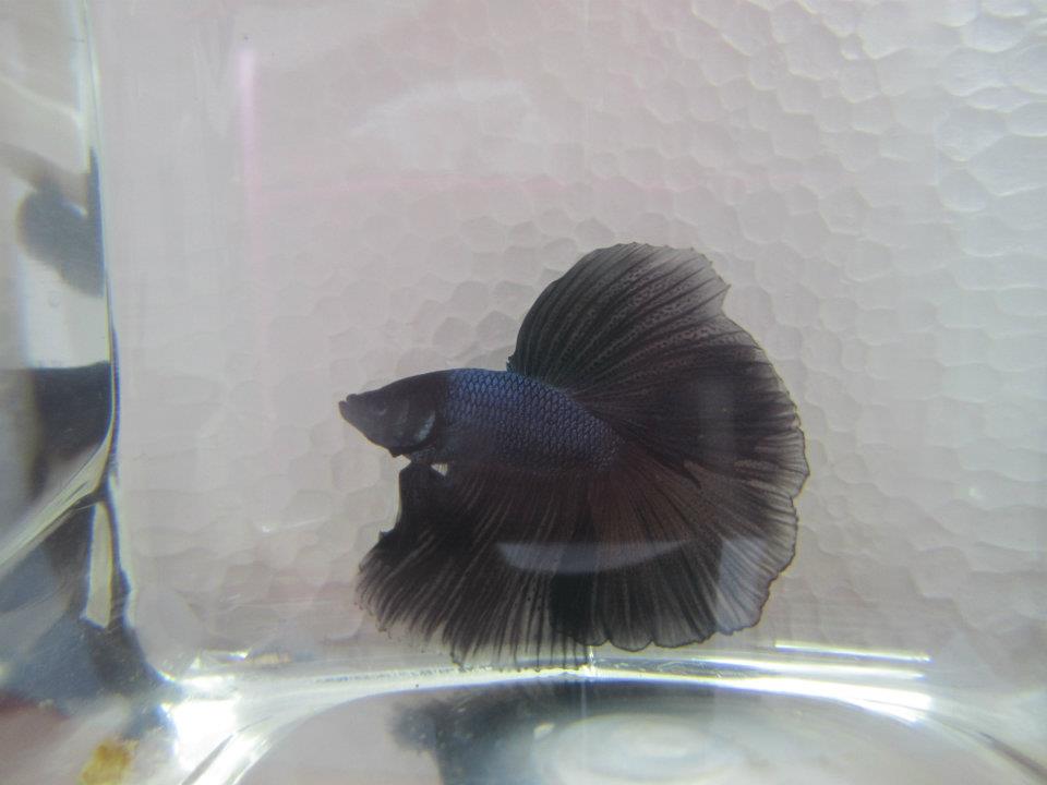 549303 10151528976455313 1581620484 n - 