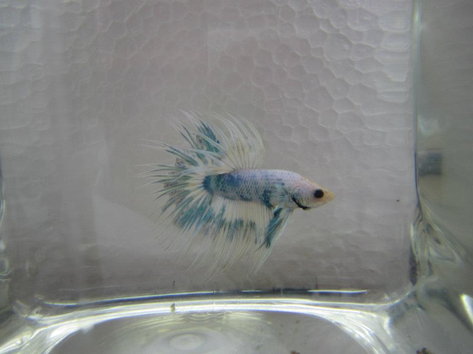 552017 10151528882265313 18930175 n - 