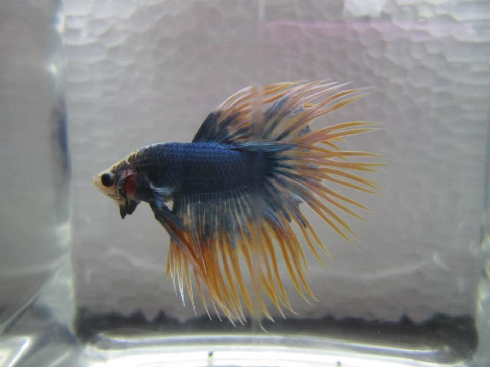 557727 10151529097045313 1738448559 n - 