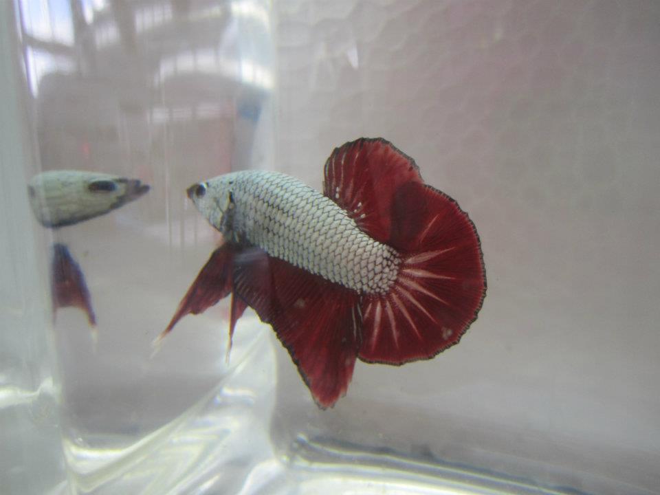 545605 10151549615325313 1691488922 n - 