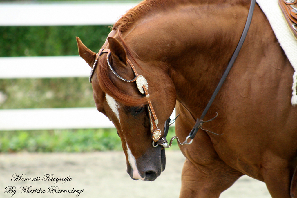 Afbeelding 056kopie - 