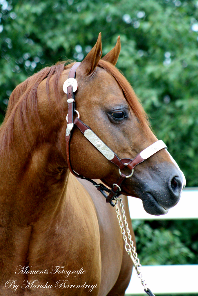 Afbeelding 345kopie - 