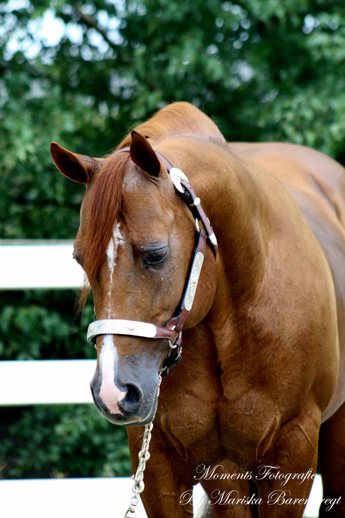 Afbeelding 356kopie - 