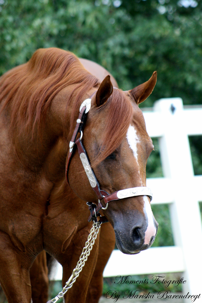 Afbeelding 368kopie - 