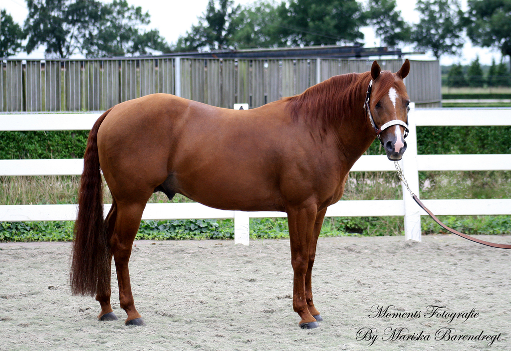 Afbeelding 389kopie - 