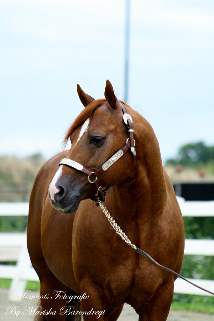 Afbeelding 408kopie - 