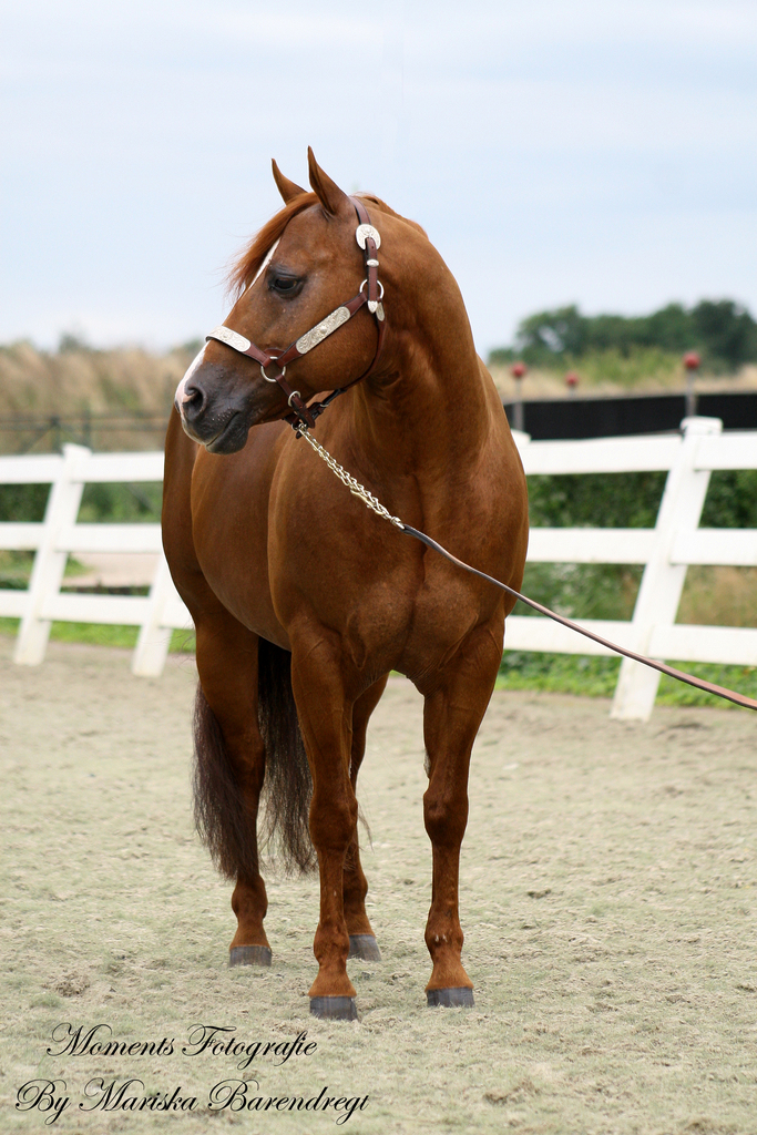 Afbeelding 423kopie - 