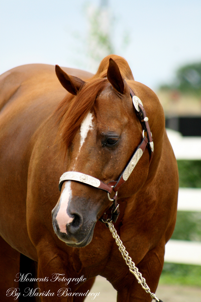 Afbeelding 437kopie - 