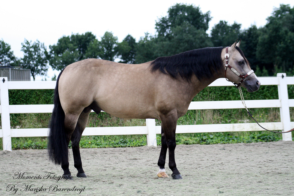 Afbeelding 445kopie - 