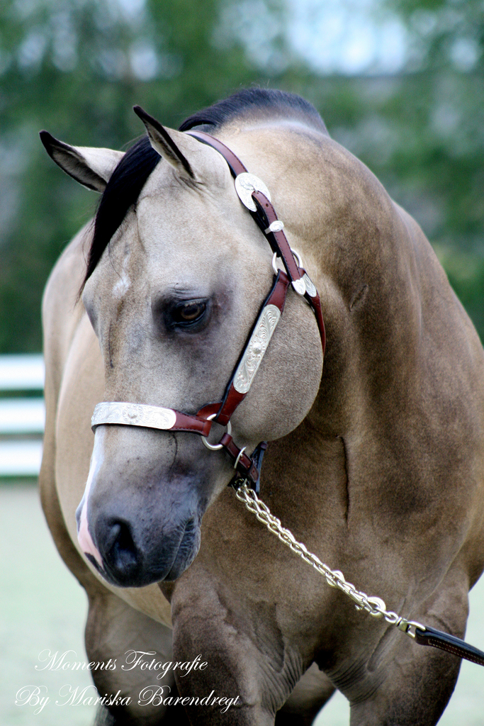 Afbeelding 457kopie - 