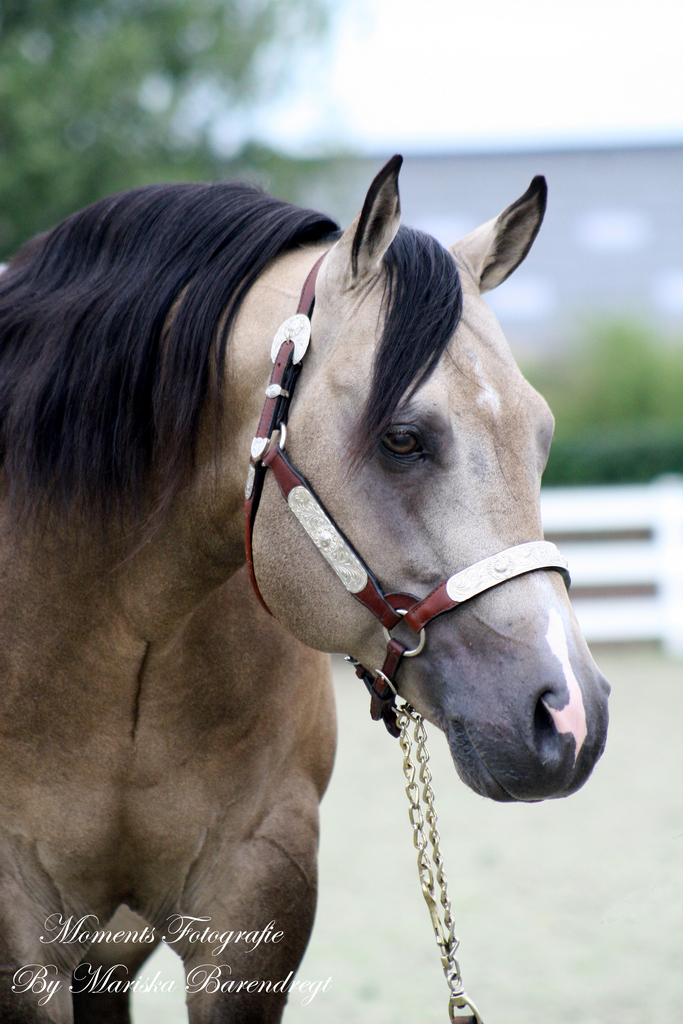 Afbeelding 472kopie - 