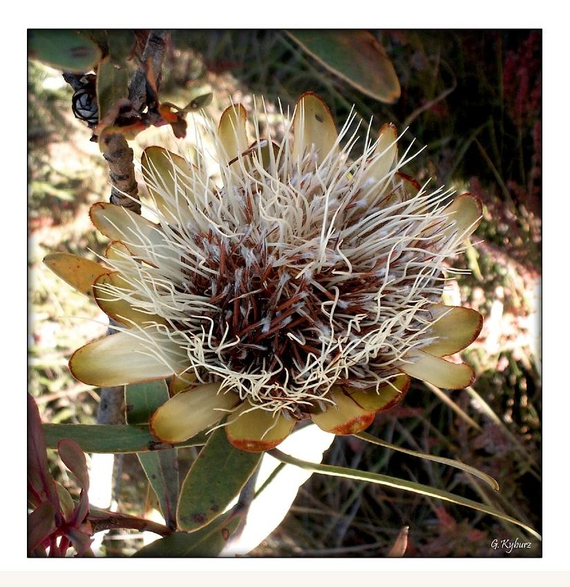 20.Bloom at the Kilimanjaro - 