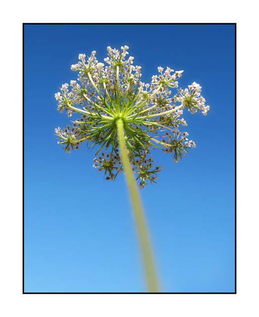 Beach plant Close-Up Photography