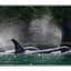 Orca Pod Spray - Wildlife