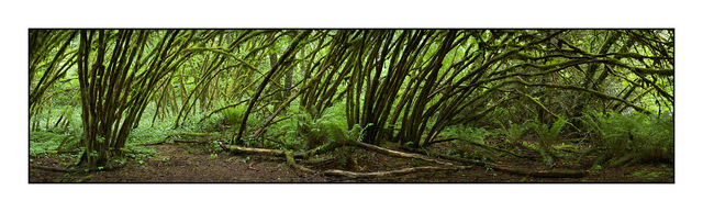 curved trees pano Panorama Images
