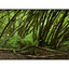 curved trees pano - Panorama Images