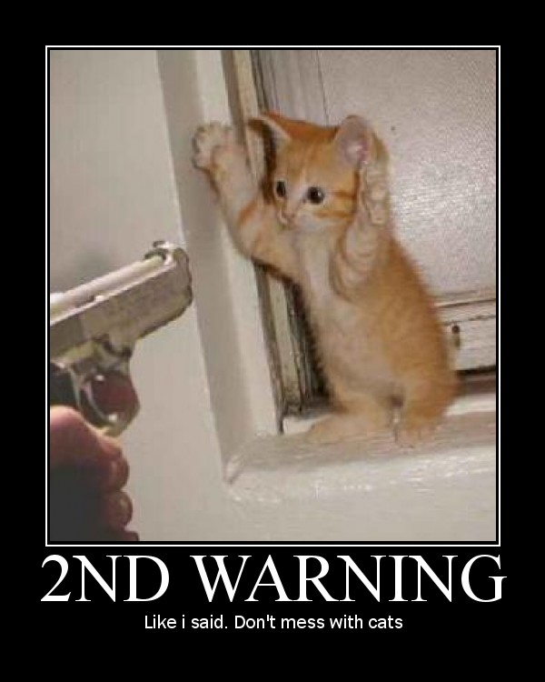 cat - 