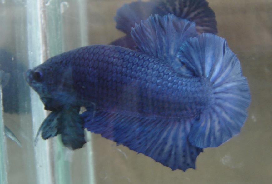 376395 105668056246637 327864459 n - 