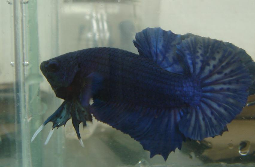 555775 105670629579713 701410841 n - 