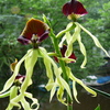 P1120371 - orchideÃ«en