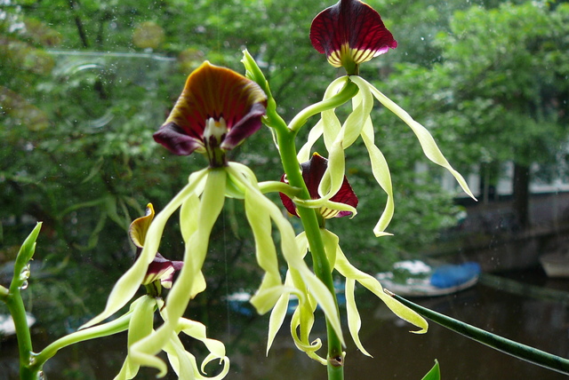P1120371 orchideëen
