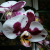 P1120377 - orchideÃ«en