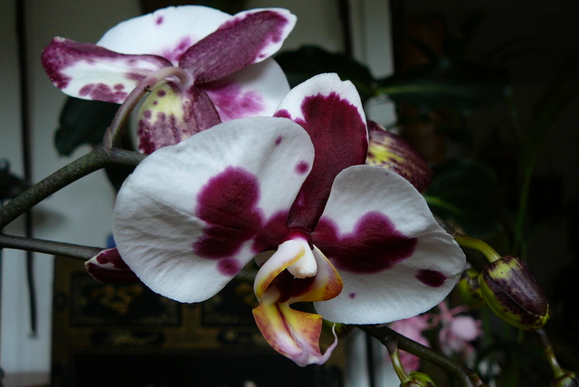 P1120377 orchideëen