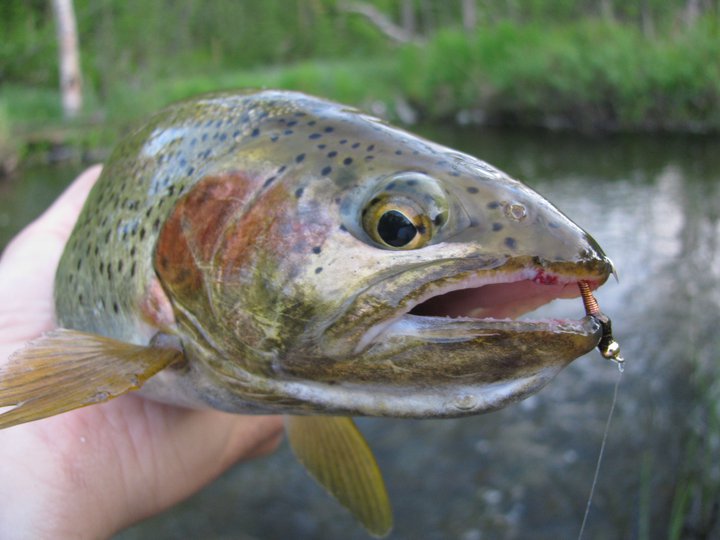 251725 10150256875023454 3154307 n - 