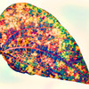 Virus leaf - Virus Leaves