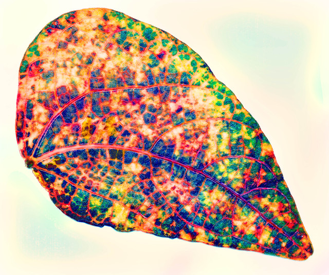 Virus leaf Virus Leaves